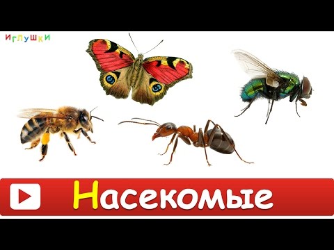 Видео: [ НАСЕКОМЫЕ для ДЕТЕЙ ] Развивающие ВИДЕО про насекомых для детей в HD качестве