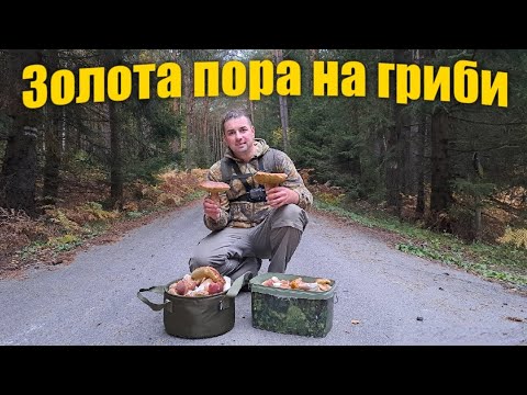 Видео: БІЛІ ГРИБИ РОСТУТЬ ХОЧА ВЖЕ ХОЛОДНА ПОРА / Знайшли Багато Грибів На Схилах Гір.