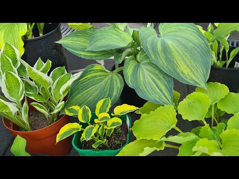 Видео: Alles Gute zum Muttertag :-) Майский обзор по хостам #julia_i_sad #garden #plants #2025 #collection
