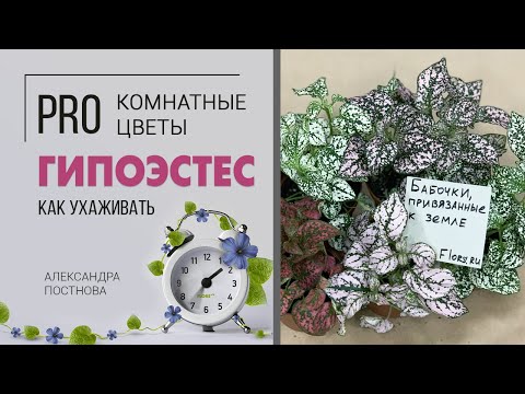 Видео: Комнатное растение Гипоэстес | Уход в домашних условиях. Неприхотливое декоративное растение.