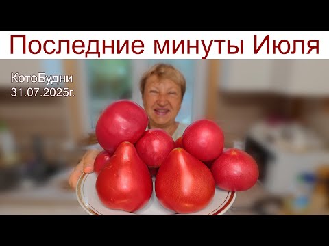 Видео: Июль с грозой, июльский воздух, снял комнаты у нас внаем... или КОТоБудни от 31.07.2025г.