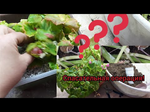 Видео: Удалось ли спасти ГЛУАР....???