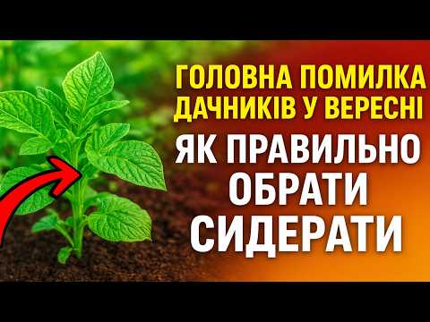 Видео: Головна помилка дачників у вересні 🍂 Як правильно обрати сидерати, щоб земля відпочивала, а не гин