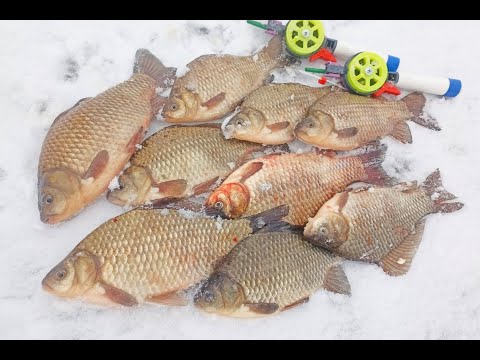 Видео: ЯМА КІШИТЬ КАРАСЯМИ МОНСТРАМИ!!! Крупний карась на мормишку