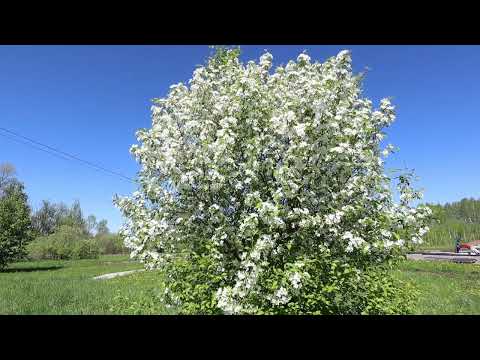 Видео: груши#яблоницветут#песняопобеде#победа#катюша#весна