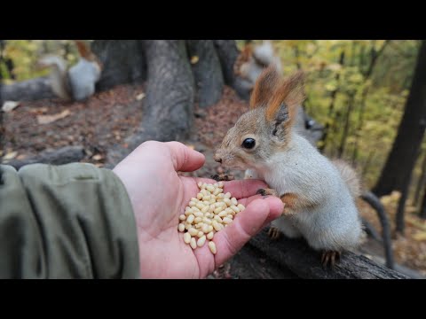 Видео: Немного о Белке с Глазиком и Белке с Хвостиком / Two familiar squirrels