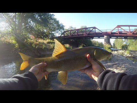 Видео: Angeln auf Barbe#рыбалка на усача#в жару +30 #на силиконовые приманки #sportex #daiwa #frankreich