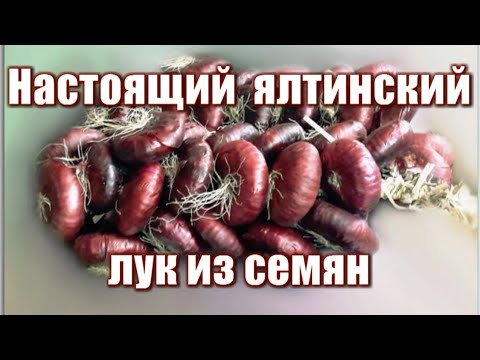 Видео: 335_Настоящий ялтинский лук из семян