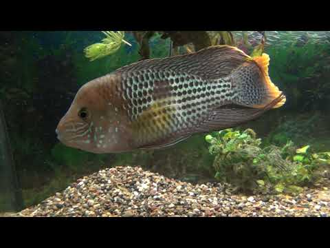 Видео: Акара бирюзовая, третья попытка развести, но самец отказался от икры!