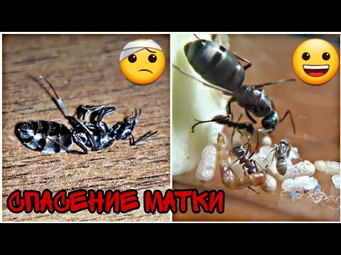 Видео: Спасение замерзшей муравьиной матки.#2 Конец зимовки и первая победа.