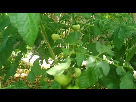 Видео: Тонкий стебель на томатах, срочно , что делать #томаты