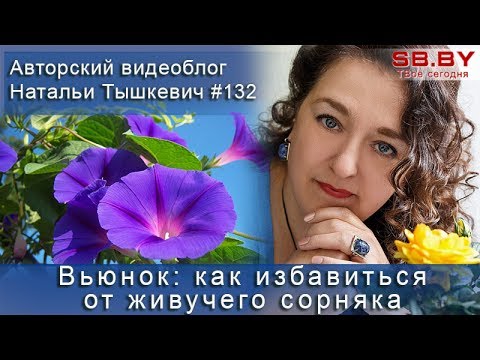 Видео: Вьюнок: как избавиться от живучего сорняка