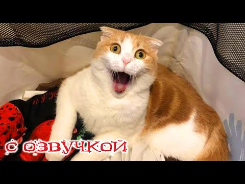 Видео: ПРИКОЛЫ С КОТАМИ! С ОЗВУЧКОЙ! Самые смешные животные!! СМЕШНЫЕ КОТЫ И СОБАКИ!