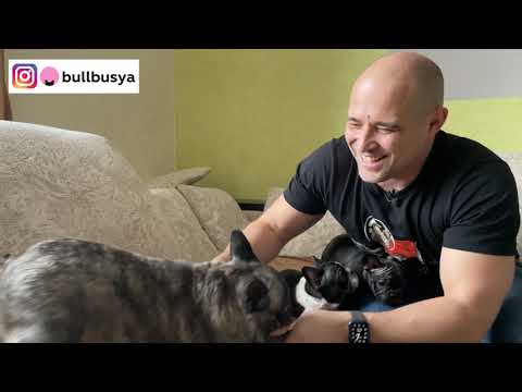 Видео: Первая прививка щенят Буси