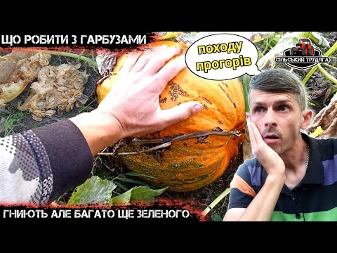Видео: Що робити, гарбузи гниють але багато ще зеленого. Походу прогорів мій бізнес на гарбузах 😢