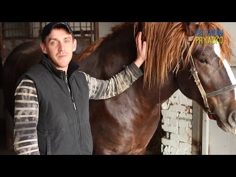 Видео: Столбняк у лошади.Вакцинация. Tetanus in horses. Vaccination.