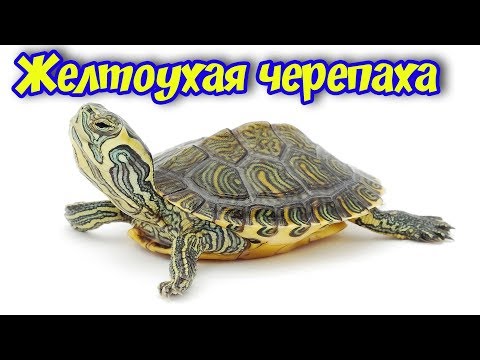 Видео: ЖЕЛТОУХАЯ ЧЕРЕПАХА СОДЕРЖАНИЕ И УХОД В АКВАРИУМЕ!