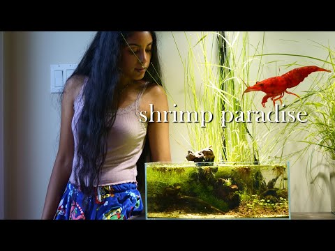 Видео: создание крошечного пруда для маленьких креветок
