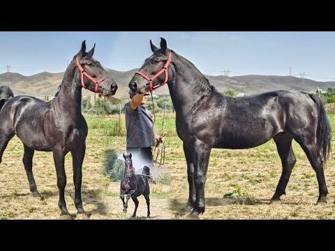 Видео: Мындай Полторашка Бир Чыгатко Сласка Пай Пай✊️