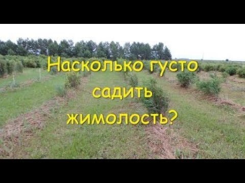 Видео: Насколько густо садить жимолость