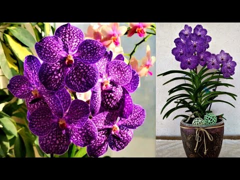 Видео: СИНЯЯ ОРХИДЕЯ ВАНДА, BLUE VANDA ORCHID - УХОД, СОДЕРЖАНИЕ, ПОЛИВ ОРХИДЕИ, ЦВЕТЕНИЕ СИНЕЙ ОРХИДЕИ!