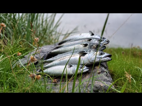 Видео: В погоне за СКУМБРИЕЙ!! и неожиданный ТРОФЕЙ. Скумбрия. Треска. Рыбалка в Норвегии. Норвегия.