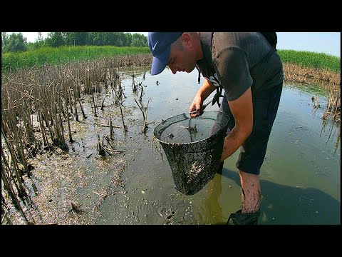 Видео: Вода КИПИТ от РЫБЫ. САЗАН, КАРАСЬ наловил малька и зарыбил пруд.