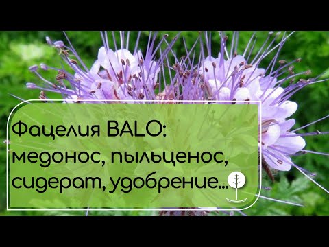Видео: ФАЦЕЛИЯ Balo - уникальный медонос, сидерат, защитник почвы и кормовая культура.