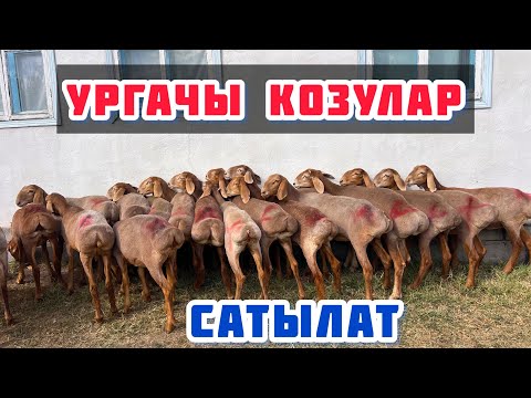 Видео: УРГАЧЫ козулар сатылат🤚🏼 соонун кощулар экен