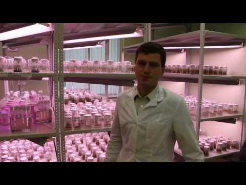Видео: РЛССЦ (микроклональное размножение голубики)