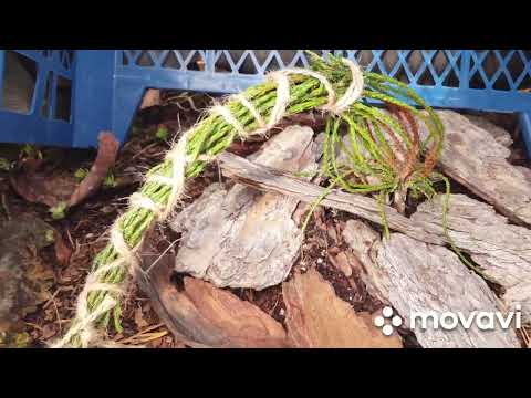 Видео: 😱 Розы почернели...Сад после календарной зимы 2023-2024