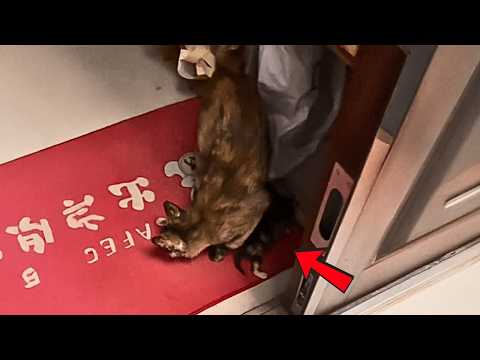 Видео: Бездомная кошка с котёнком поднялась на девятый этаж, нашла девушку и попросила приютить их.