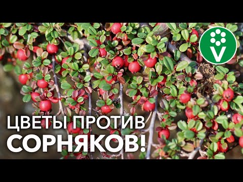 Видео: ЭТИ ЦВЕТЫ ЗАДАВЯТ САМЫЕ ЗЛОСТНЫЕ СОРНЯКИ НА УЧАСТКЕ! Долгожданное ПРОДОЛЖЕНИЕ темы!