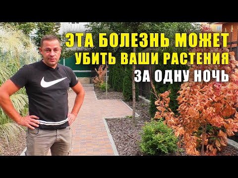 Видео: Растение засохло за ночь, что с ним? Болезни растений, вертициллезное увядание скумпии.