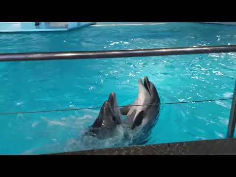 Видео: Дельфинарий 🐬 Набережные Челны