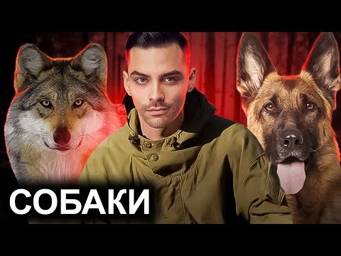 Видео: Собаки. 10 Интересных Фактов.