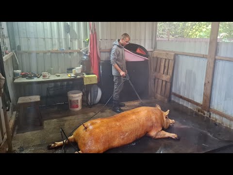 Видео: Найкраще та Правильне смаління і миття кабана‼️