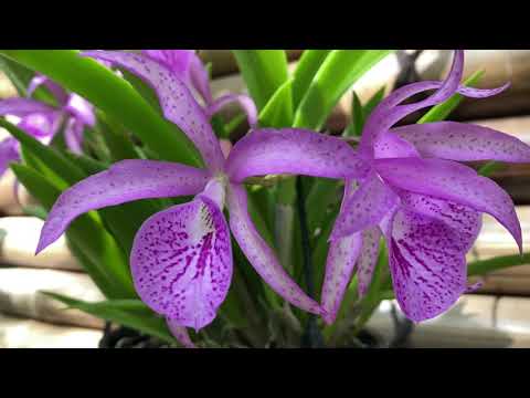 Видео: Bc. Maikai, V. Varut Leopard /Условия Цветения Природных Катлей. Попугаи Лори