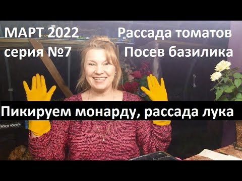 Видео: Март 2022 серия №7. Уход за рассадой томатов, лука, монарды....Посев базилика.