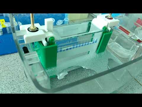 Видео: электрофорез ПААГ