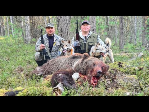 Видео: Охота на медведя в Хантах с лайками 2023