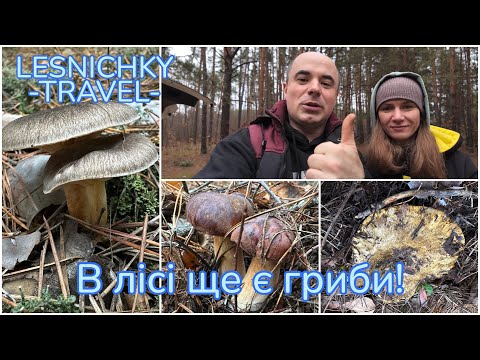 Видео: В лісі ще є гриби!