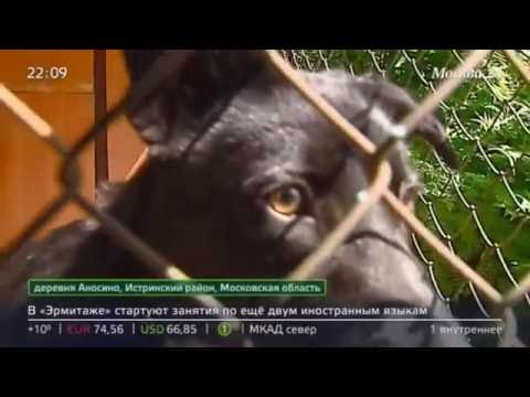 Видео: Пес по кличке «Сэм» из приюта «Эко Вешняки» нашел новый дом