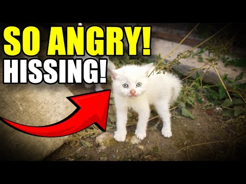 Видео: 😡 ЗЛОЙ КОТЁНОК НАПАДЁТ НА СПАСИТЕЛЯ! | Спасение больного и обезумевшего котёнка | Lucky Paws