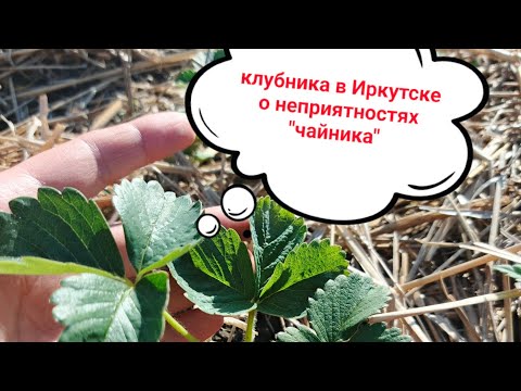 Видео: Клубника в Иркутске -  неприятности, поджидающие "чайника", и как с ними бороться😊