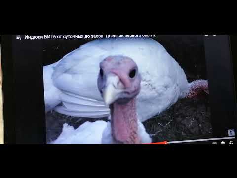 Видео: Советы для тех,кто впервые хочет КУПИТЬ суточных ИНДЮШАТ биг 6.Таблица профилактических  пропоек .