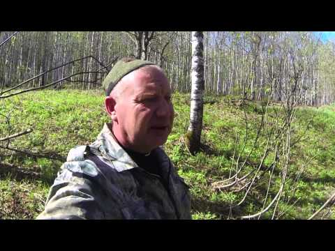 Видео: Лесной поход - 2