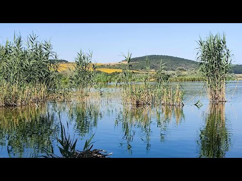 Видео: Раят на ятата край Варна