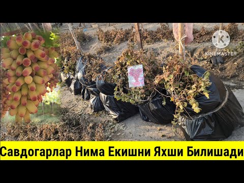 Видео: Хоразмлик Савдогар Акамиз Маникур Фингердан Бог Киляптилар.