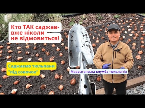 Видео: Це найкращий спосіб посадки тюльпанів! Мавританська клумба.